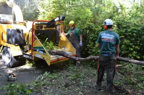 tree services Weston